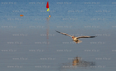 Rewa jesienia. Nz. Rybitwa19.11.2006Fot. Andrzej...