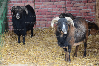 11.11.2013 o godz. 11:11 otwarto ZOO FARME W Debogorzu,...