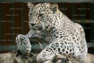 Oliwskie zoo. Nz lampart. 21.04.2006 fot. Krzysztof...