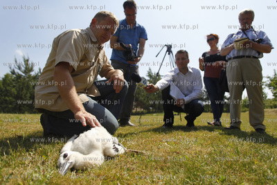 Kowale. Obraczkowanie bocianow bialych. Akcja odbywa...