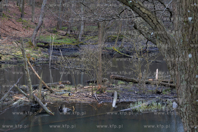 Sopot. Staw Mazowiecki. Drzewa zabiezpieczone siatką...
