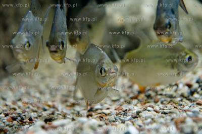 Sopot. Budynek dawnego klubu nocnego Enzym. Nowo otwarte...