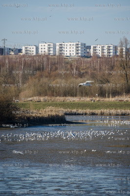 Gdansk. Pracowinicy Gdanskich melioracji oproznili...