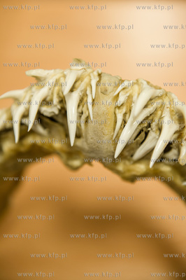 Akwarium Gdynskie. Tydzien Rekina oraz Dni Otwarte...