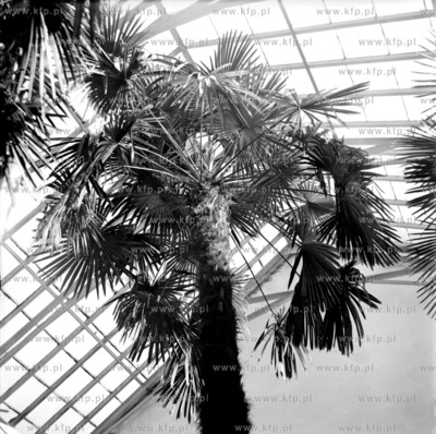 Palmy rosnace w zabytkowej palmiarni znajdujacej sie...