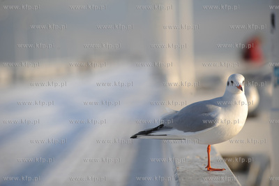 Troche zdziwiona mewa na sopockim molo w piekny, mrozny...
