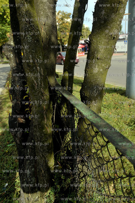 Gdansk Zabianka ul. Gospody. Wrosniety w drzewo fragment...