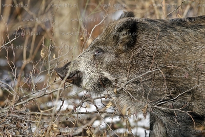 Gdansk. Odlownia dzikow w Parku Reagana.
27.02.2013
fot.Krzysztof...