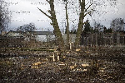 Wycinka drzew przy ul. Kochanowskiego w Gdańsku.
28.02.2017
fot....