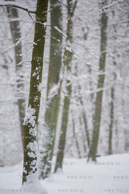 Sniezny zimowy dzien nad jeziorem Otominskim.
21.01.2016
fot....