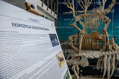 Uniwersytet Gdanski. Wydzial Biologii. Ekspozycja szkieletow...