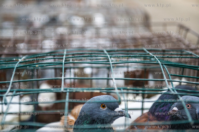 Zespol Szkol Rolniczych w Rusocinie. Wystawa Golebi...