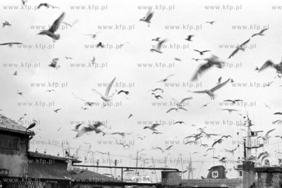 Mewy nad portem rybackim w Gdyni. 
27.12.1978
5grudzien78_z.kosycarz_p42
Fot....