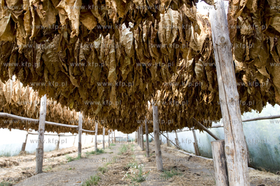 Polskie Stwolno woj. kujawsko-pomorskie  Nz. Gospodarstwo...