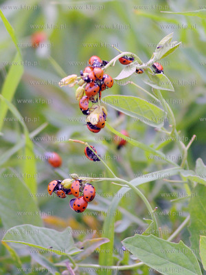 Tysiace biedronek pojawilo na plazy i okolicach Grand...