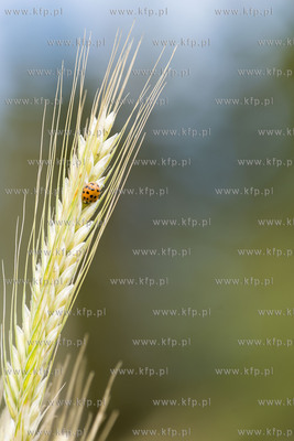 Chwaszczyno. Kłosy żyta z biedronką afrykańską.11.07.2019...