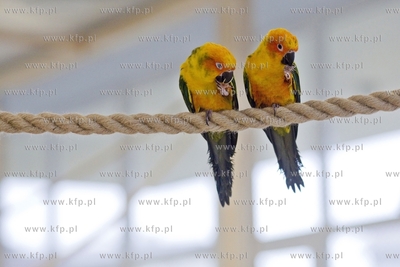 Nowa Papugarnia w Gdańsku Suchaninie.
29.12.2016
fot....