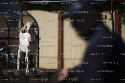 Jan Kruk ze Świńcza pod Pruszczem Gdańskim znalazł...