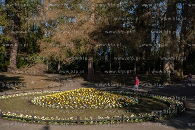 Wiosenne rabaty kwiatowe w Parku Oliwskim. 16.03. 2021...