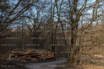Trójmiejski Park Krajobrazowy. Lasy Oliwskie. Nz....