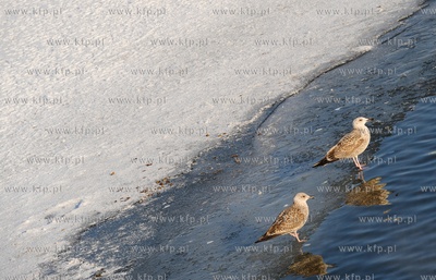 Gdansk Zakoniczyn. Zimowy krajobraz pelen sniegu. Mewy...