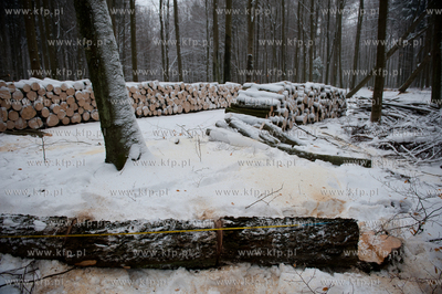 Powiat Bytowski. Lasy panstwowe. Wycinka drzew.
19.01.2010
fot....