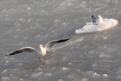 Gdynia Orlowo w zimowej szacie. Nz. ptaki na orlowskiej...