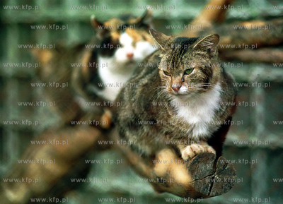 Schronisko dla zwierzat w Sopocie. 27.10.2001 fot....