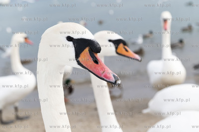 Zima w Gdyni. Plaża Miejska.31.01.2021 Fot. Anna...