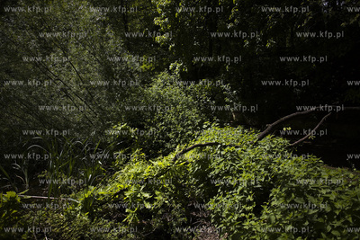 Sopot. Staw Nowowiejskiego, czyli tzw. Morskie Oko.
22.05.2017
fot....