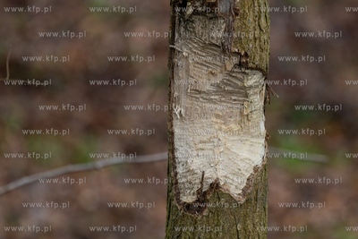 Sopot. Staw Mazowiecki. Drzewa zabiezpieczone siatką...