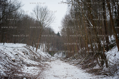 Gdansk. Oliwa. Wycinka drzew pod budowe Pomorskiej...