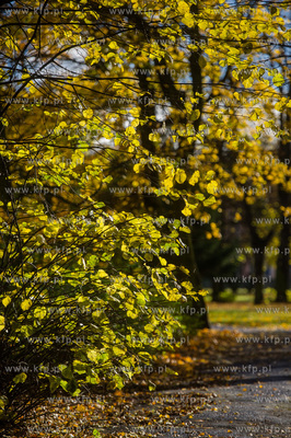 Gdańsk. Jesien w Parku Steffensa.
30.10.2016
fot....