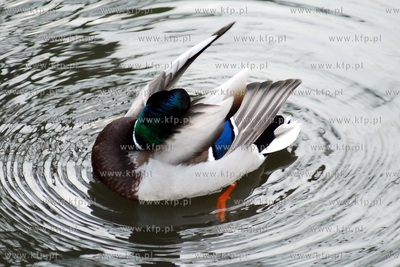 Kaczki dwie.
27.03.2007
fot. Andrzej J. Gojke / KFP