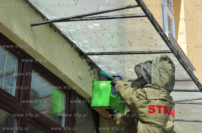 Sopot. Rog ulic Monte Cassino i Haffnera. Roj pszczol...