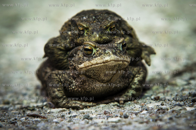 Ropucha szara, ropucha zwyczajna (Bufo bufo), gatunek...