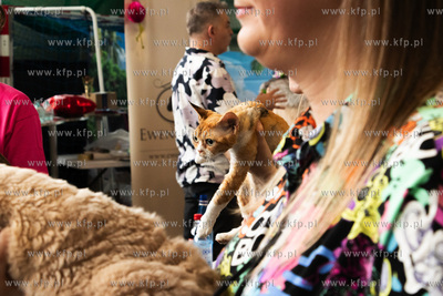 Międzynarodowa wystawa kotów rasowych "Koty na Hawajach"...