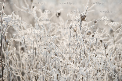 Piekna zima na zabytkowej ul. Wiezyckiej w Gdansku-Lostowicach.
16.01.2010
fot....