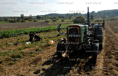 Wykopki ziemniakow na polu Bogdana Waldera we wsi Sulmin...