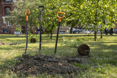 Na skwerze Daszyńskiego w Gdańsku posadzono dwa ambrowce...