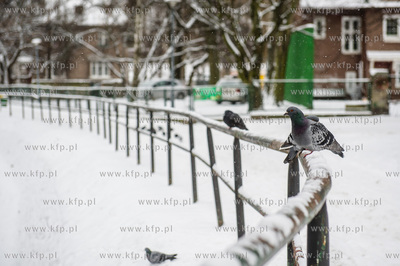 Gdańsk. Wrzeszcz. Park Uphagena.  08.02.2017 fot....