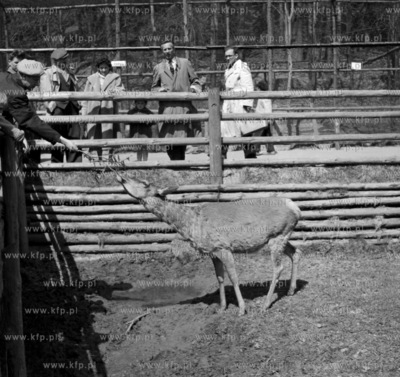 Zwiedzajacy karmia zwierze w oliwskim ZOO w Gdansku....