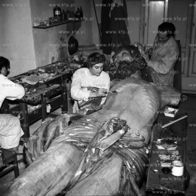 W pracowni konserwacji zabytków w Gdańsku.
1959
0008533z
Fot....