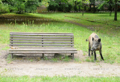 Dziki pojawily sie przy karczmie Harnas w okolicach...