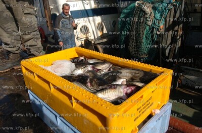 Ustka port, rozladunek zlowinych ryb z kutra Ust-122.
12.05.2009...