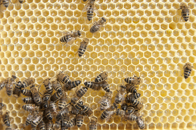 Pszczelarz pan Kazimierz Stosik podczas wiosennych...