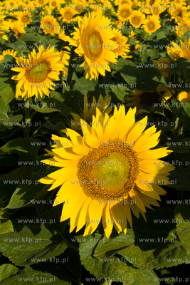 Sloneczniki z Ogrodzienca.
24.07.2012 fot. Pawel Marcinko...
