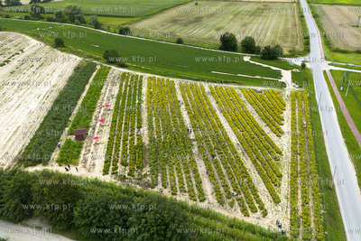 "Przystań Słoneczniki", plantacja słoneczników...