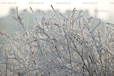 Piekna zima na zabytkowej ul. Wiezyckiej w Gdansku-Lostowicach.
16.01.2010
fot....