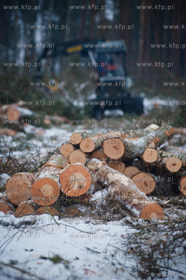 Gdansk. Rebiechowo. Wycinka drzew pod budowe Pomorskiej...